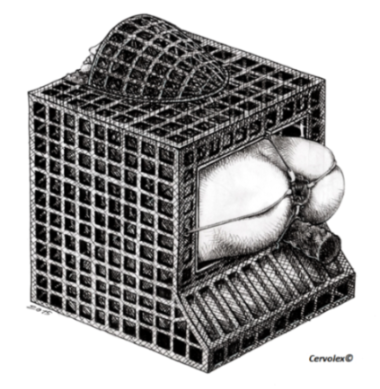 Cervolex - BDSM Drawings